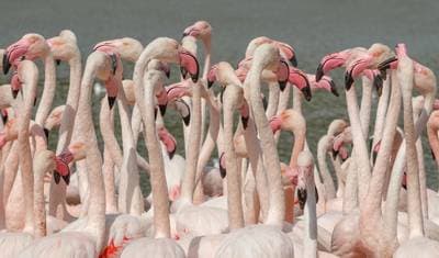Greater Flamingo