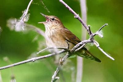 River Warbler