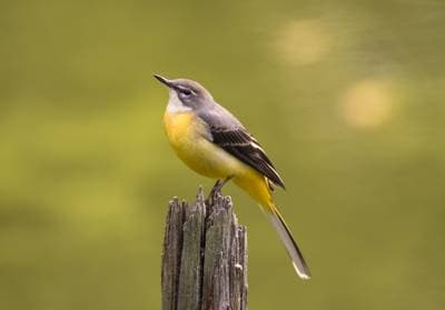 Gray Wagtail