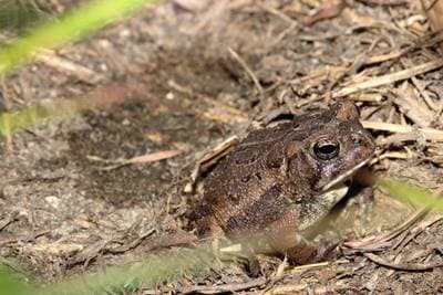 Fowler's Toad