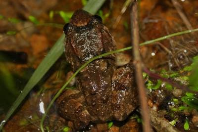 Fujian Large-headed Frog