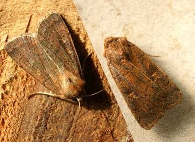Square-Spot Rustic