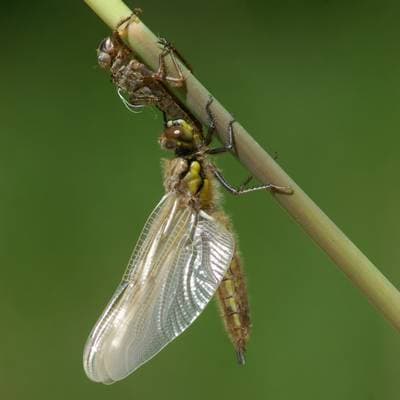 Four-spotted Chaser