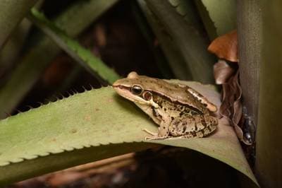 Günther's Frog