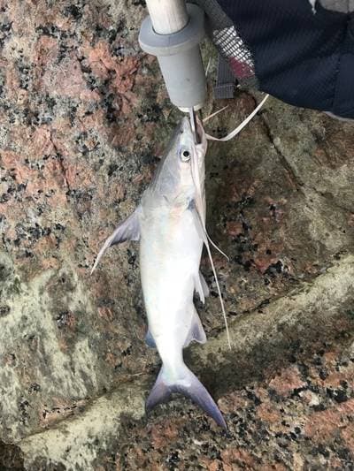 Gafftopsail catfish