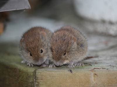 Southern red-backed vole