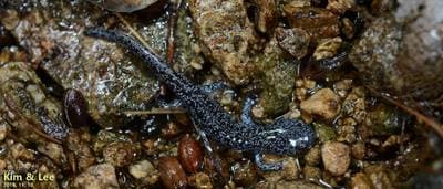 Gensan Salamander