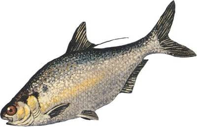 Gizzard Shad