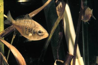 Shiner perch