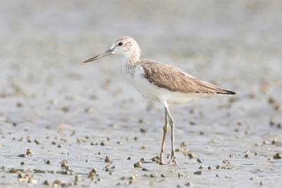 Greenshank