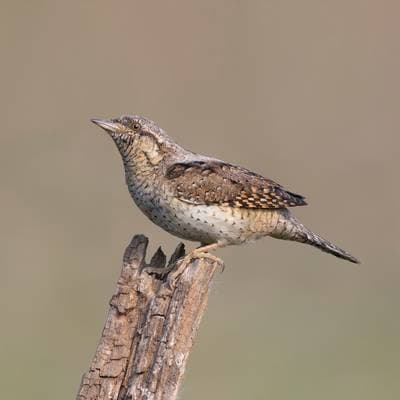 Eurasian Wryneck