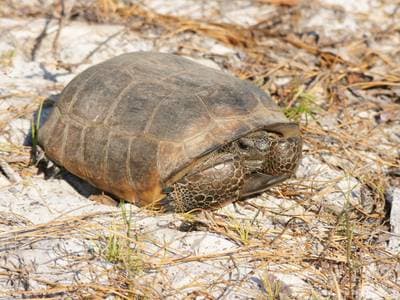 Gopher Tortoise