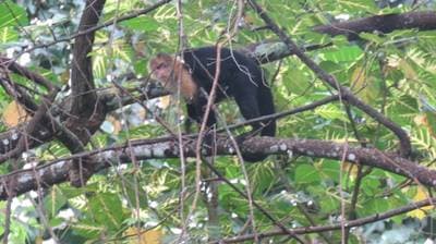 Gorgona White-faced Capuchin