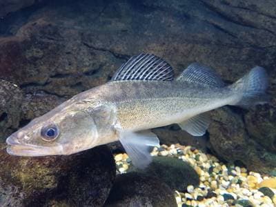 Zander