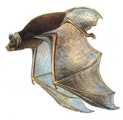Gould's Wattled Bat