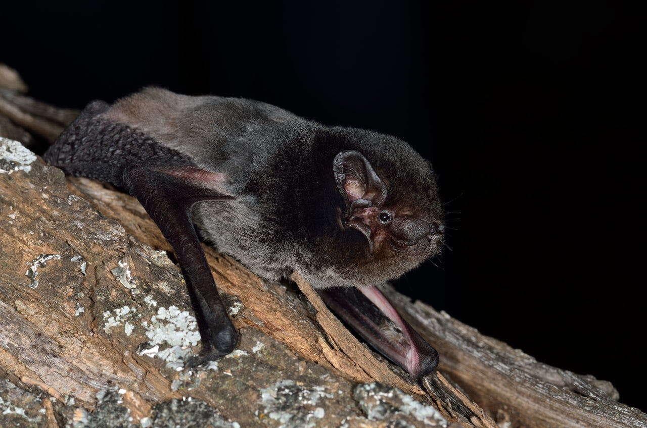 Gould's Wattled Bat — 2/3
