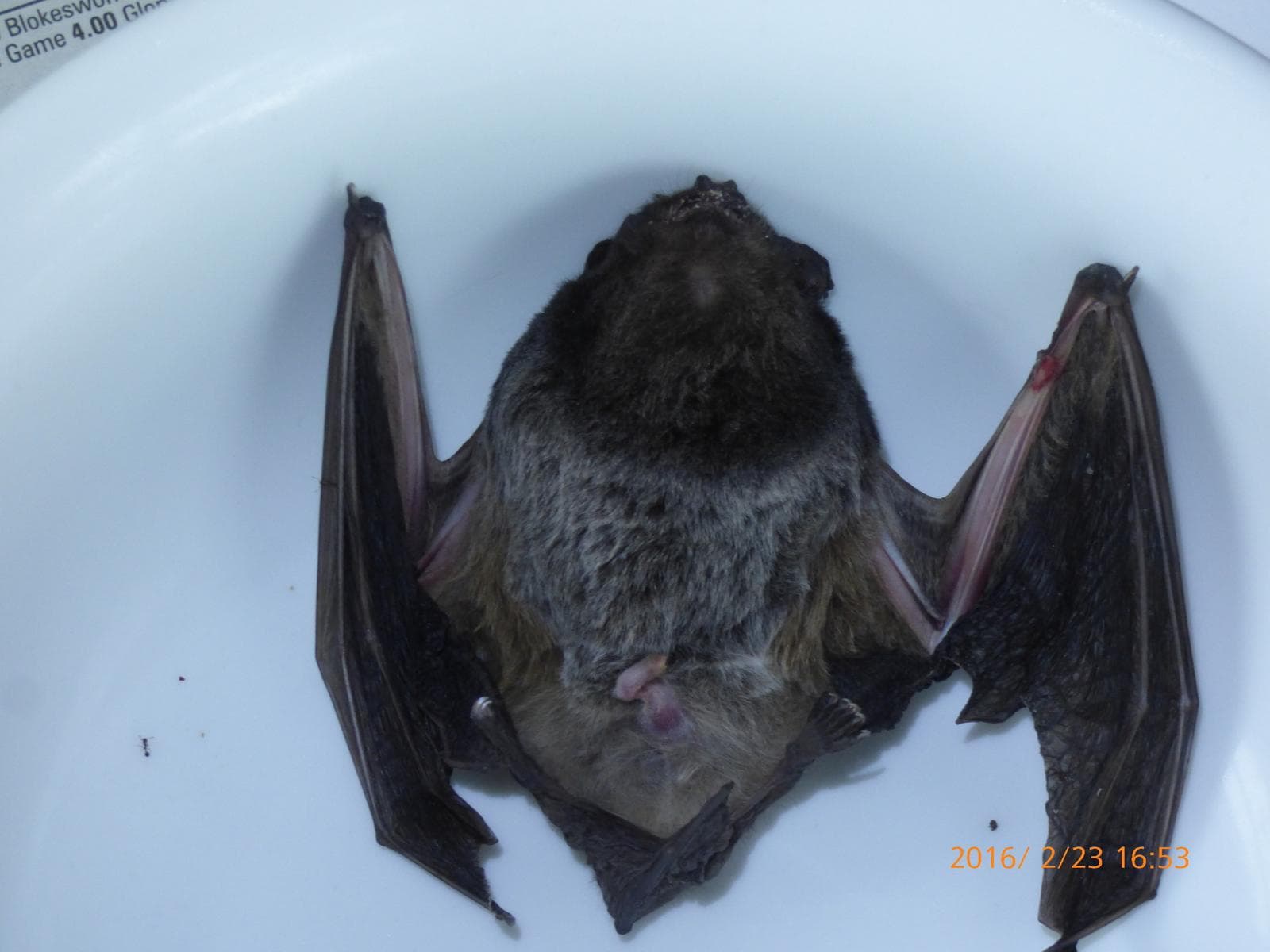 Gould's Wattled Bat — 3/3