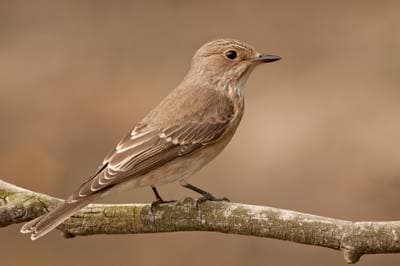 Spotted Flycatcher