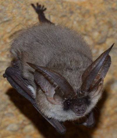 Gray Big-eared Bat