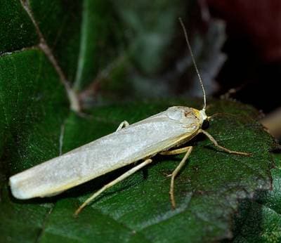 Common Footman