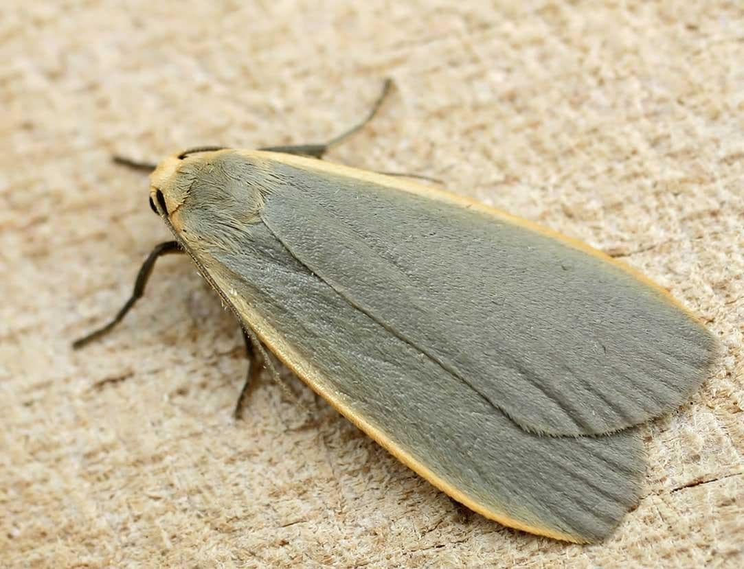 Dingy Footman — 1/3