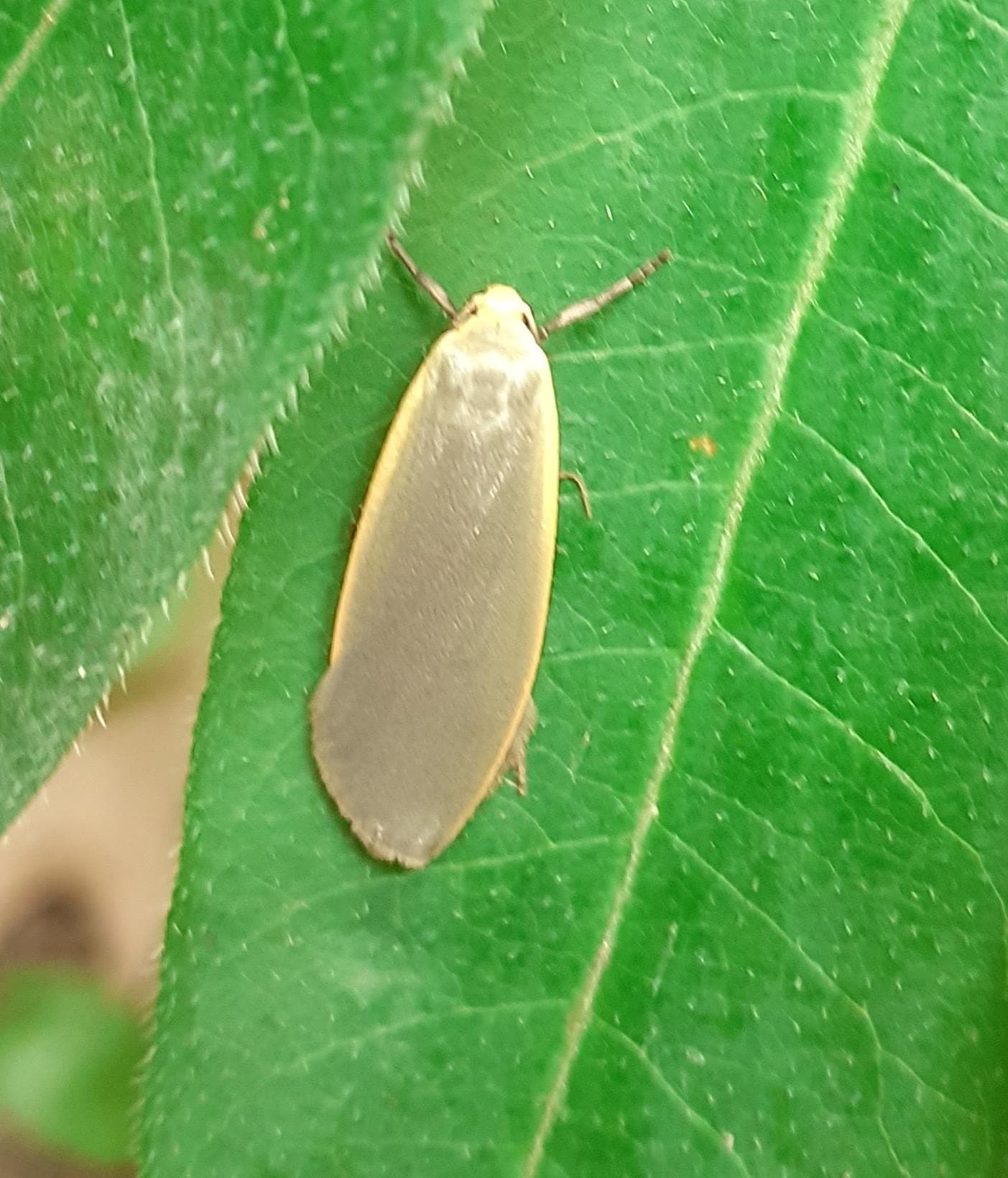 Dingy Footman — 3/3