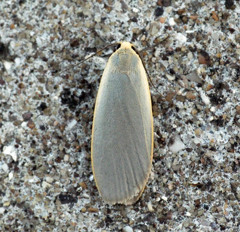 Dingy Footman — 2/3