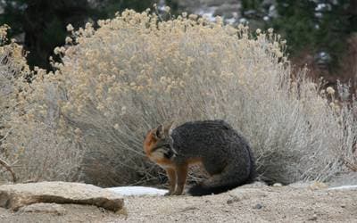 Gray Fox