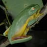 Graceful Tree Frog