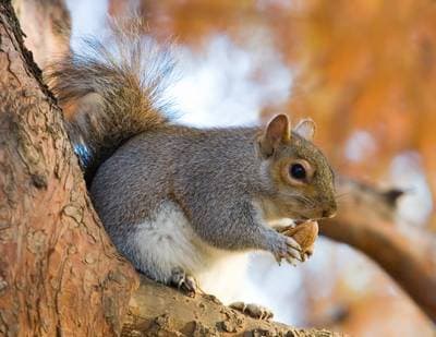 Eastern Gray Squirrel