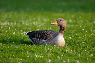 Graylag Goose