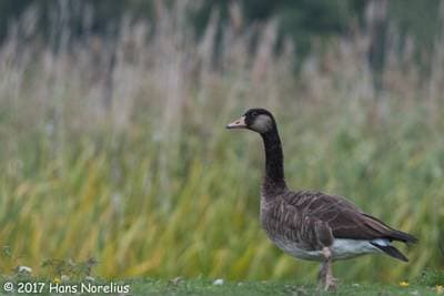 Greylag Goose x Canada Goose