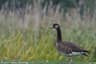 Greylag Goose x Canada Goose