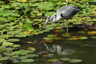 Grey Heron