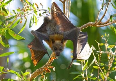 Gray-headed Flying Fox