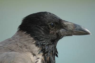 Hooded Crow