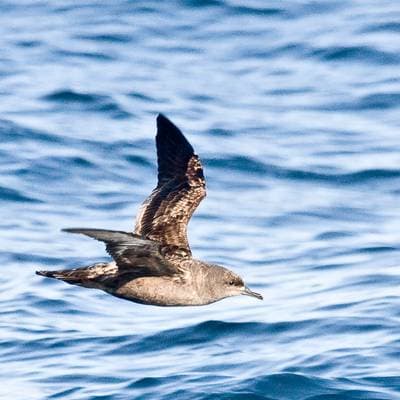 Sooty Shearwater