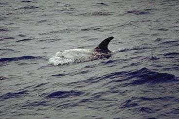 Risso's Dolphin