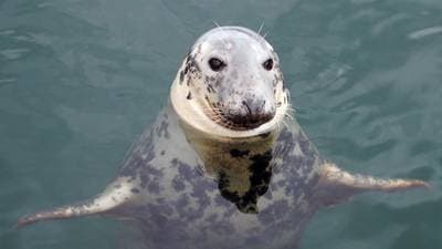 Grey Seal
