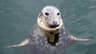 Grey Seal