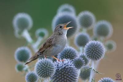 Grasshopper Warbler