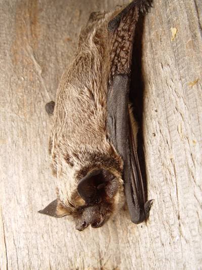 Eurasian Particolored Bat