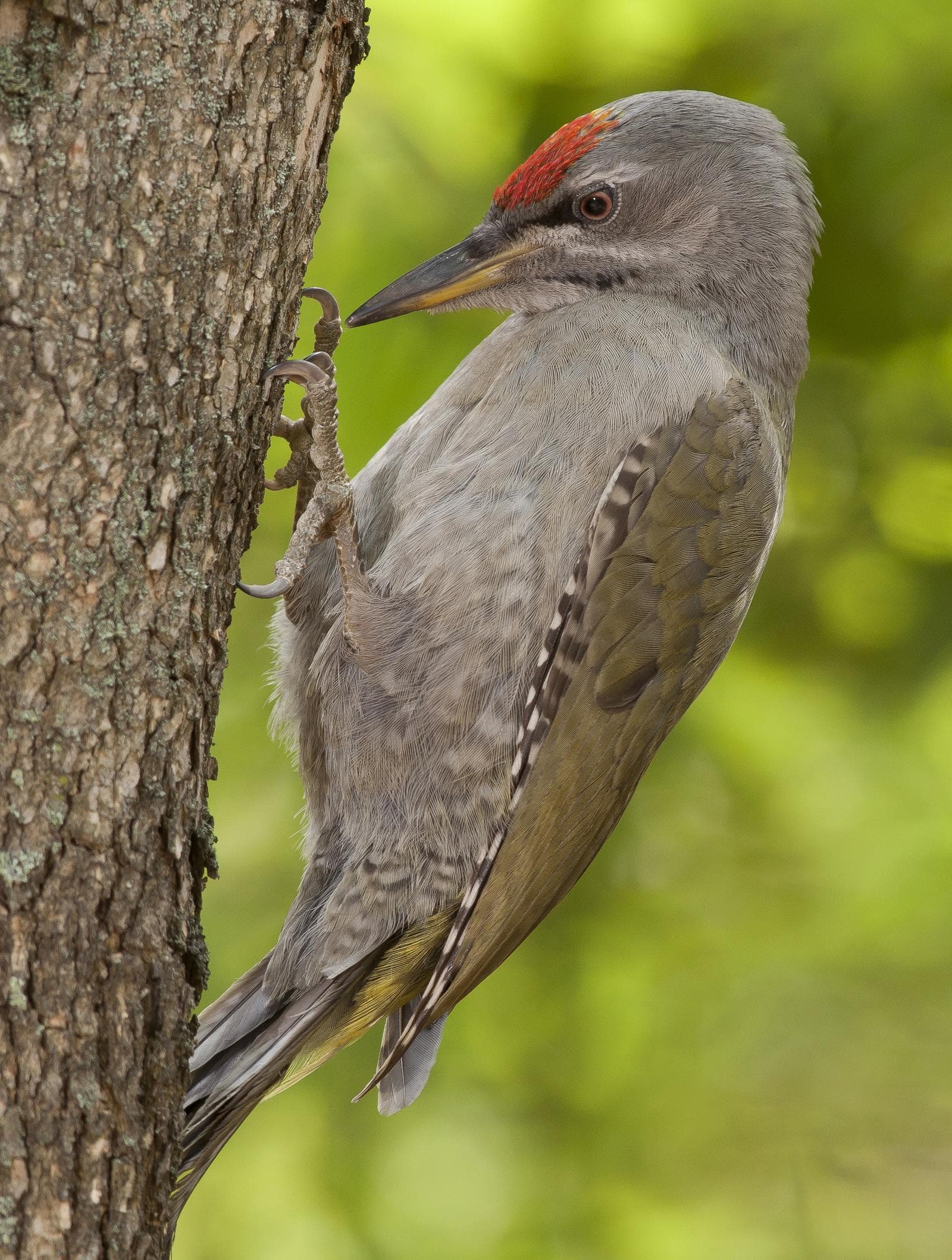 Grey-faced Woodpecker — 2/3