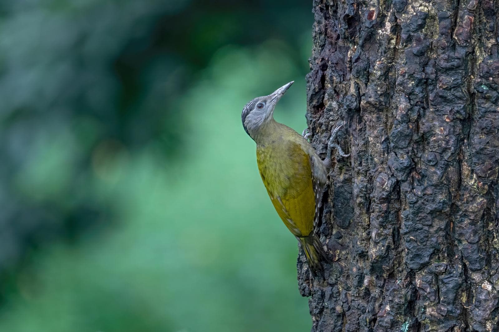 Grey-faced Woodpecker — 3/3