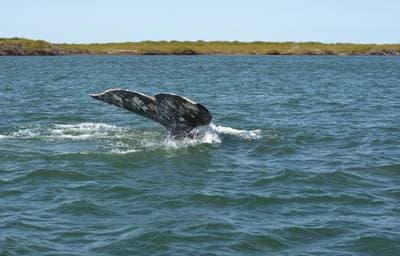Gray Whale