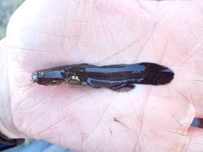 Tadpole Madtom