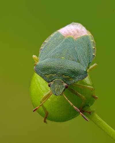 Green Shieldbug