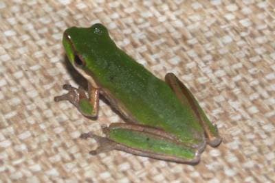 Green Reed Frog