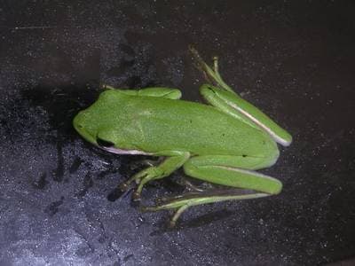 Green Treefrog