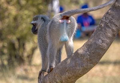 Green Monkey